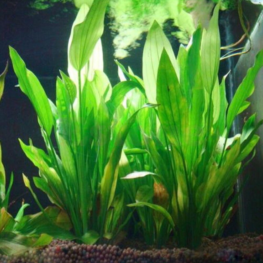 15cm künstliches Aquarium Deko – Dry Herb Vaping Accessories Bewertung und Preis